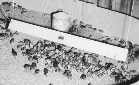 1969 Kalglo Chicken Coop Heater